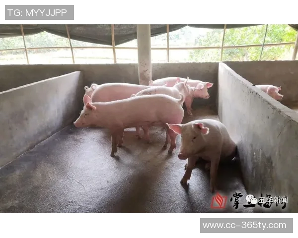 梅州五华县超冠军奖励肥猪寓意财富满满引发热议